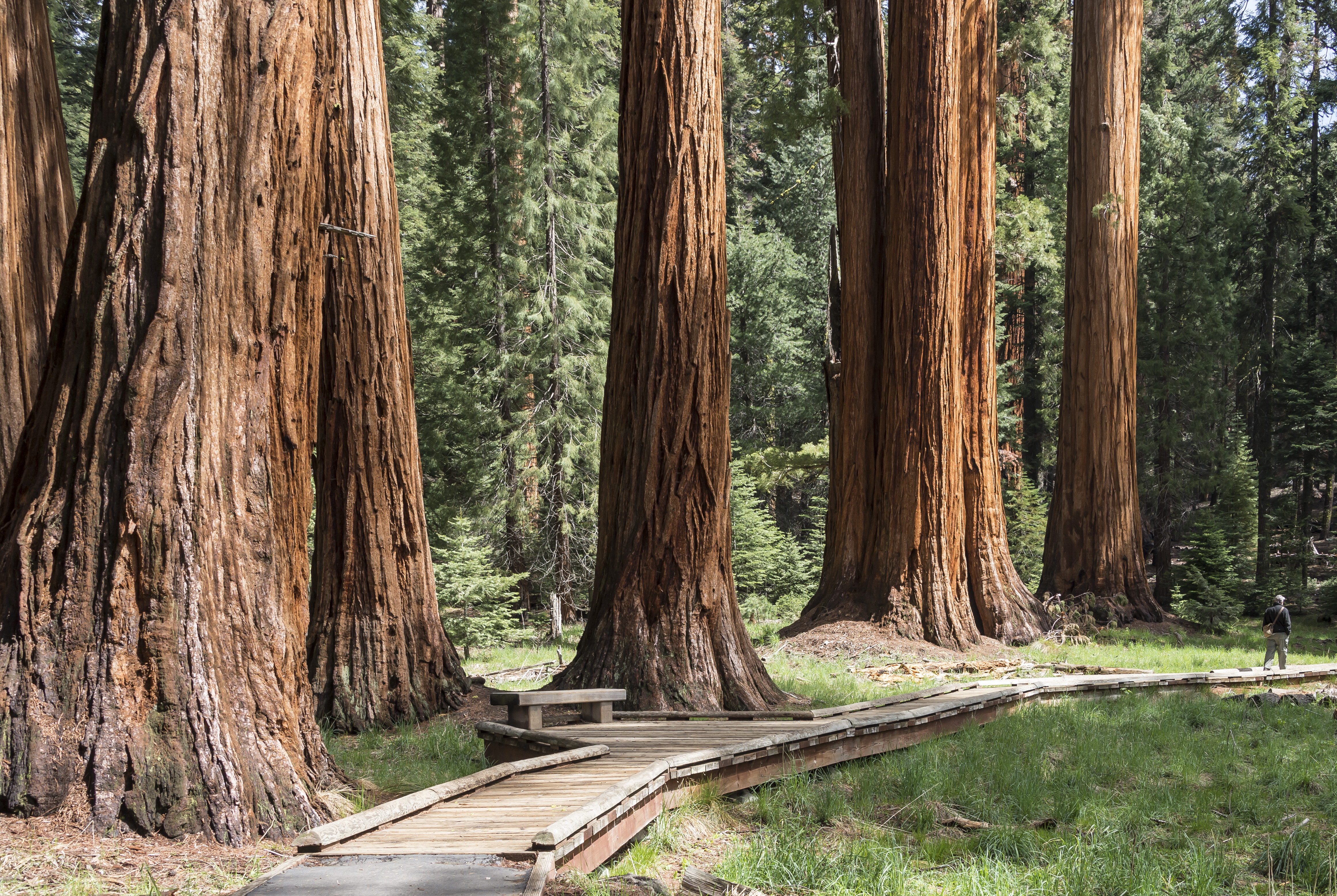 Giant sequoias tower over a wooden boardwalk