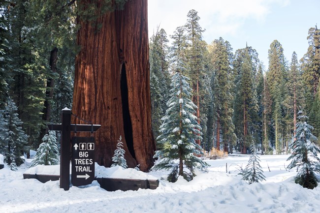 A sign reads Big Trees Trail, with a snowy background behind it.