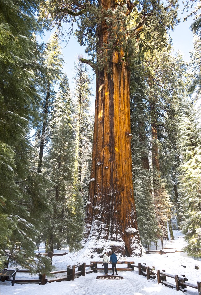 Two visitors stand underneath a snowy large sequoia tree. A sign in front of them reads General Sherman.