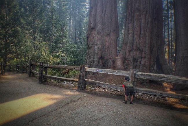 A child leans forward to watch a small deer through a wooden fence near sequoia trees