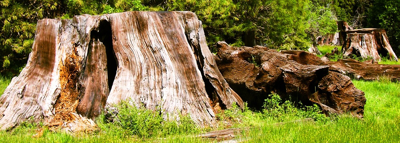 Sequoia stumps in a grassy meadow