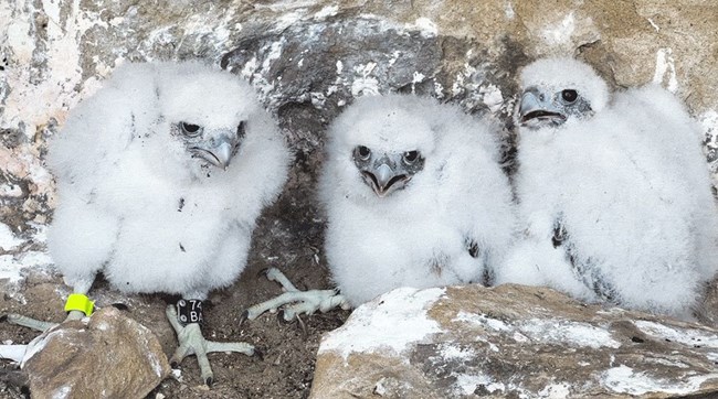 Three fluffy white peregrine falcon nestlings in a rock cavity opening and closing their mouths. Shiny new yellow and black leg bands are visible on one them.