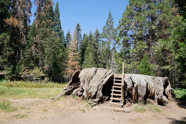 A large tree stump sits in the foreground behind it is an open field of green grass that leads to a heavily wooded area.