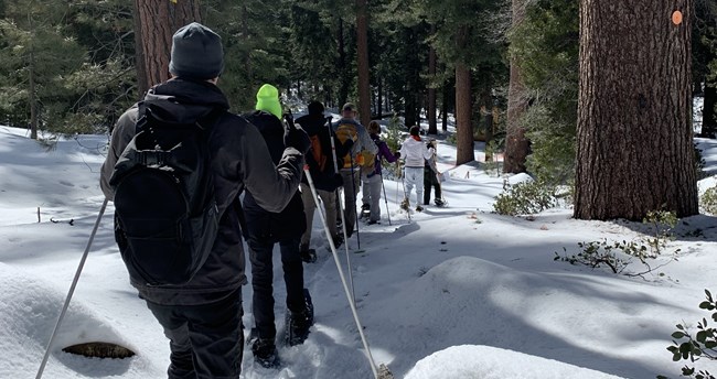 A group of visitors wearing snowshoes walk down a snowy trail. A ranger is at the front, talking.