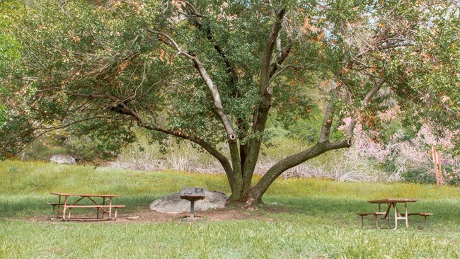 A set of picnic tables underneath a green oak tree.