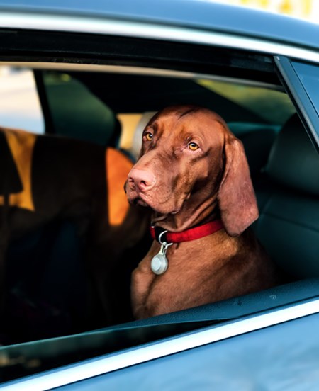 A brown dog with large ears peers out the window of a blue car.