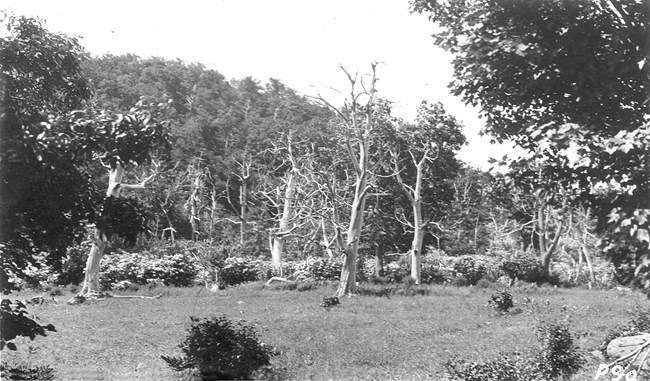 A field filled with dead chestnut trees, with a forest behind.