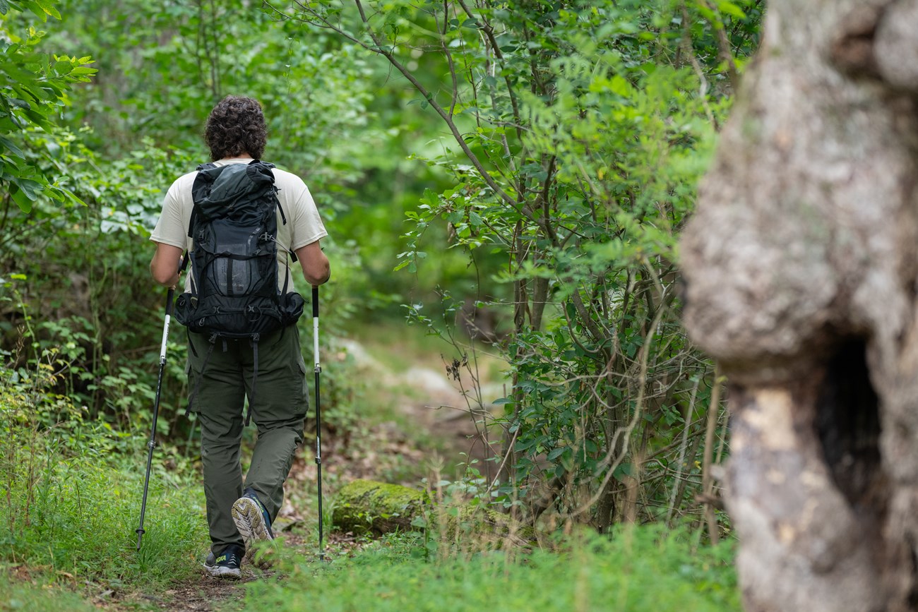 backcountry hiker with his back to the camera hiking along a green foliage lined pathway