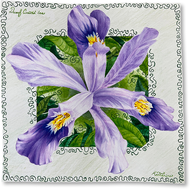 Colored pencil and watercolor painting of Dwarf crested iris