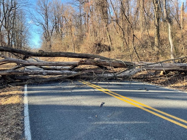 A downed tree lying across Skyline Drive, blocking traffic.
