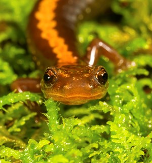 A brown salamander with an orange spine stripe against green moss.