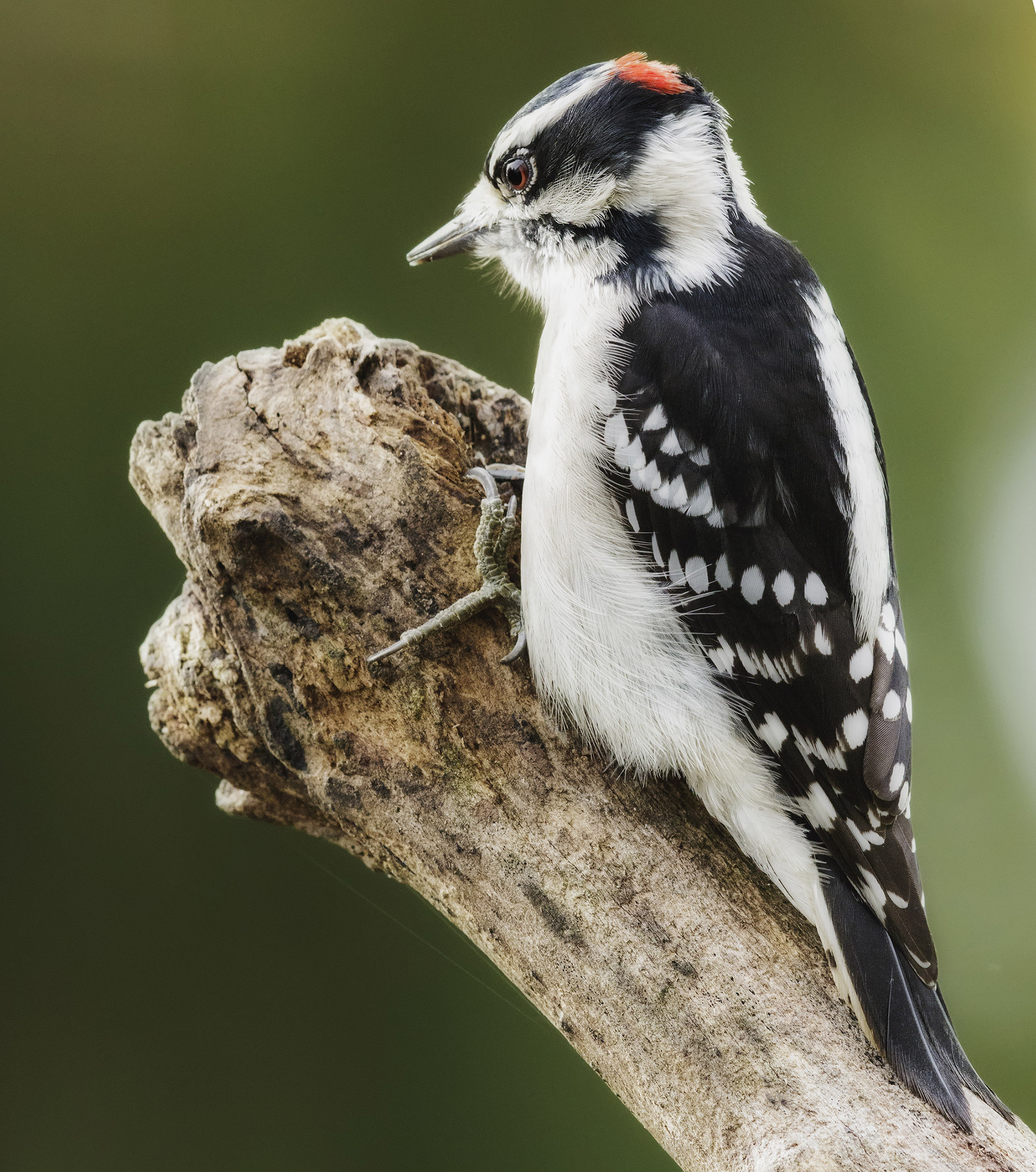 A woodpecker perched on a branch getting ready to peck.