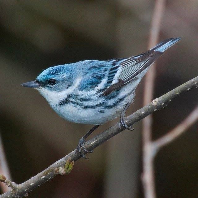 A blue and white streaked bird perches on a branch