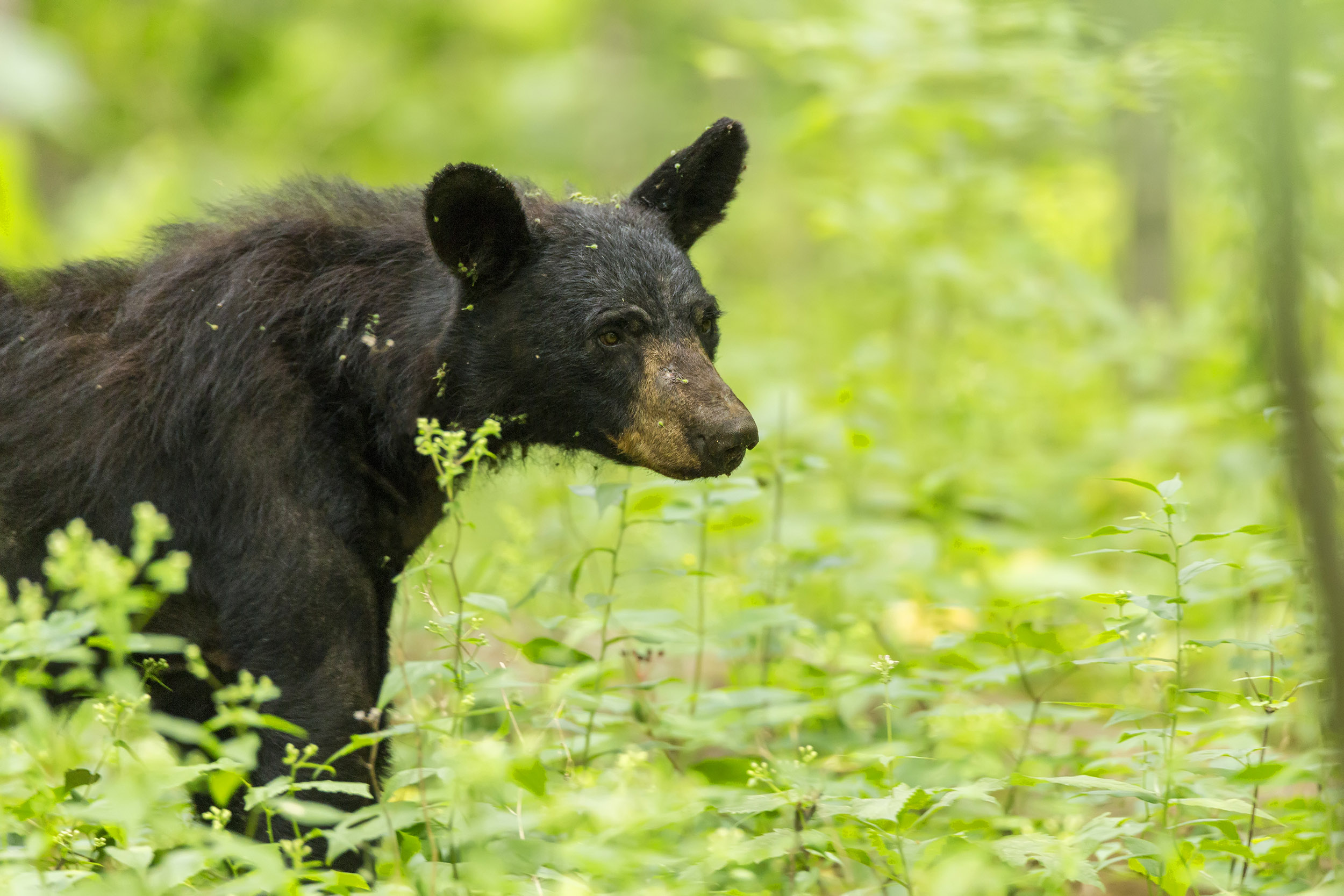 A black bear walks through dense vegetation.