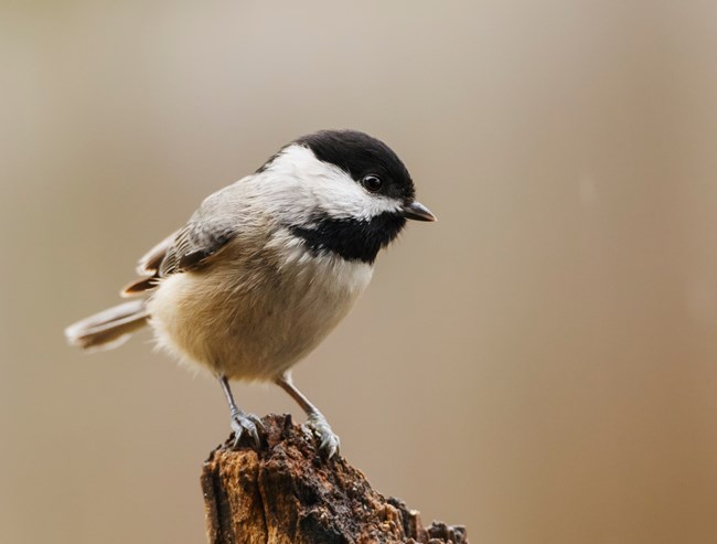 A carolina chickadee bird perches on a branch and looks off to the right.