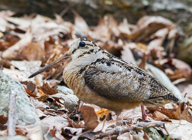 An american woodcock stands among a pile of brown leaves.