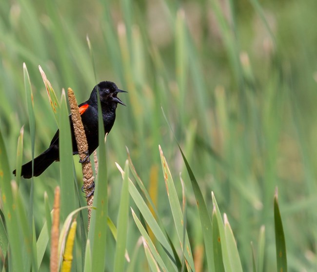 A male red-winged blackbird with bright red wings calls while perched on a cattail in a sea of green marsh grass.