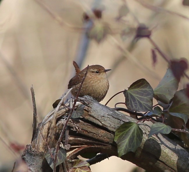 A small, very round bird sits on a broken limb amid green leaves. The bird has a light brown to cream breast and darker brown head and tail feathers.