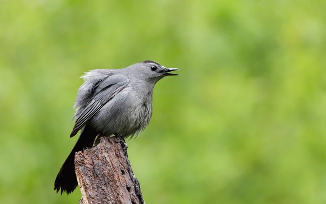 A large, gray bird perches on a stump with its beak open