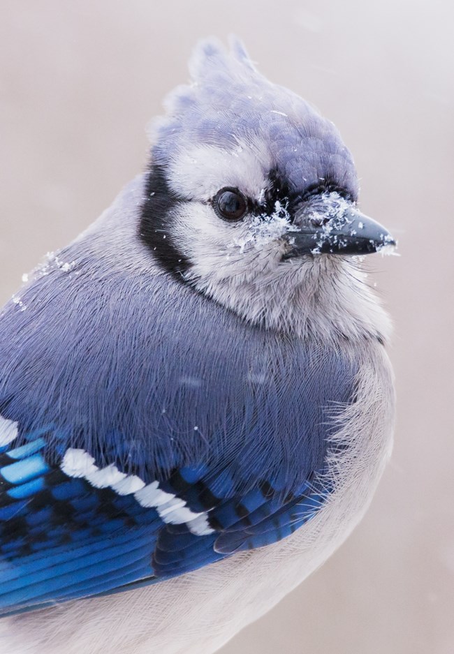 Close up of a Blue Jay with flakes of snow on its beak and back.