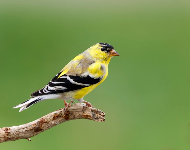 A bright yellow bird with black wings perches on a stick