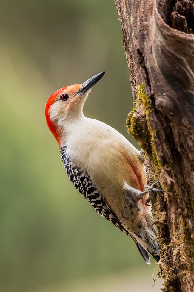 A male Red-bellied Woodpecker, with a bold red crown on its head, clings to a snag.