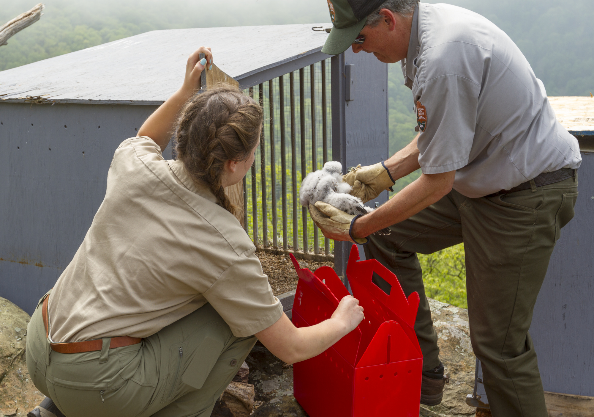 A color photograph of a man and young woman putting a fledgling peregrine into a gray metal box.