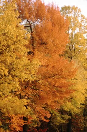Fall tree tops