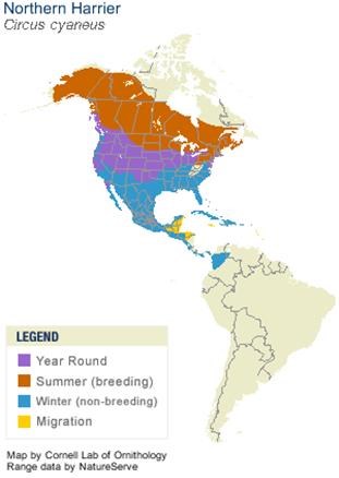 Map of North and South America color-coded for harrier habitat. Canada and most northern middle area of U.S. is brown for summer breeding; Upper north of U.S. is purple for year-round; rest of U.S. + bit of northern South America is blue for winter.