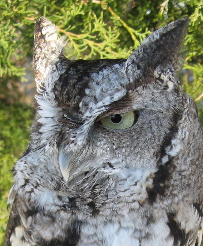 A close up of a gray eastern screech owl, looking off to the left.