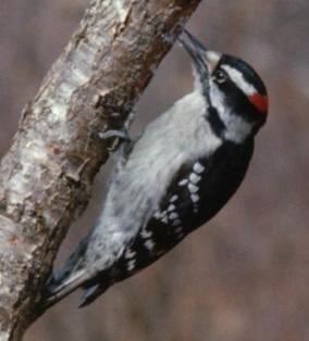 Male downy woodpecker (Picoides pubescens).  Hugh Crandall, Mar-1968