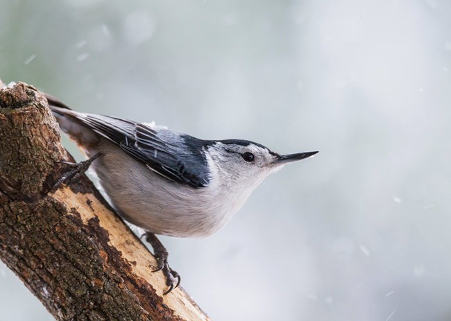 White-breasted nuthatch (dark gray head and wing, white breast, long pointed beak) sits on a tree limb in the falling snow