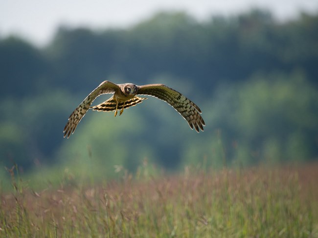 A brown and white hawk (Northern Harrier) swoops over a meadow.