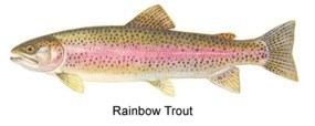 Rainbow Trout graphic