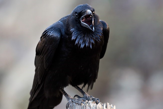 A large, black common raven screams with it's beak wide open