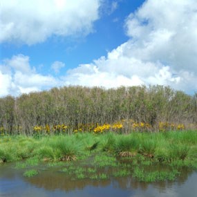 Wetlands in Shenandoah's Big Meadows