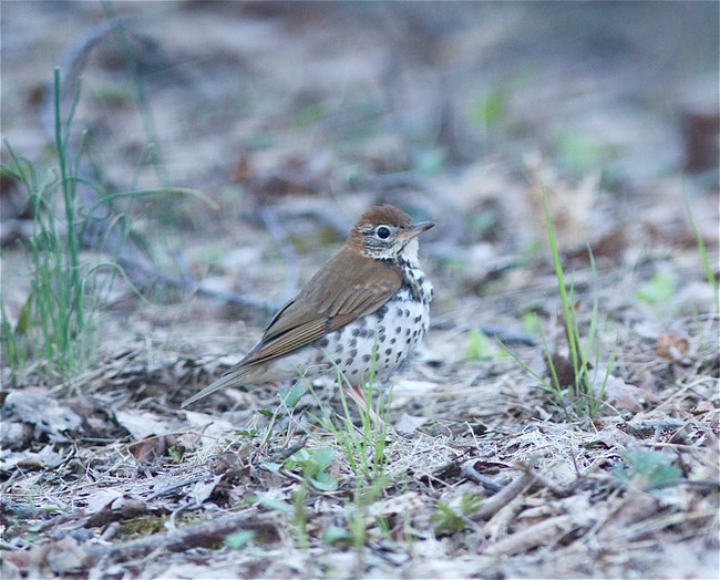 A brown bird with a white breast and dark spots on its chest stand on the leaf-littered ground