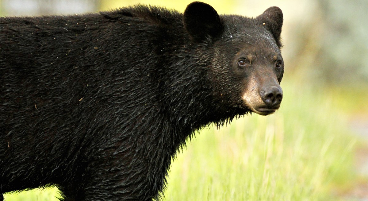 A large black bear in stares off to the right of the frame.
