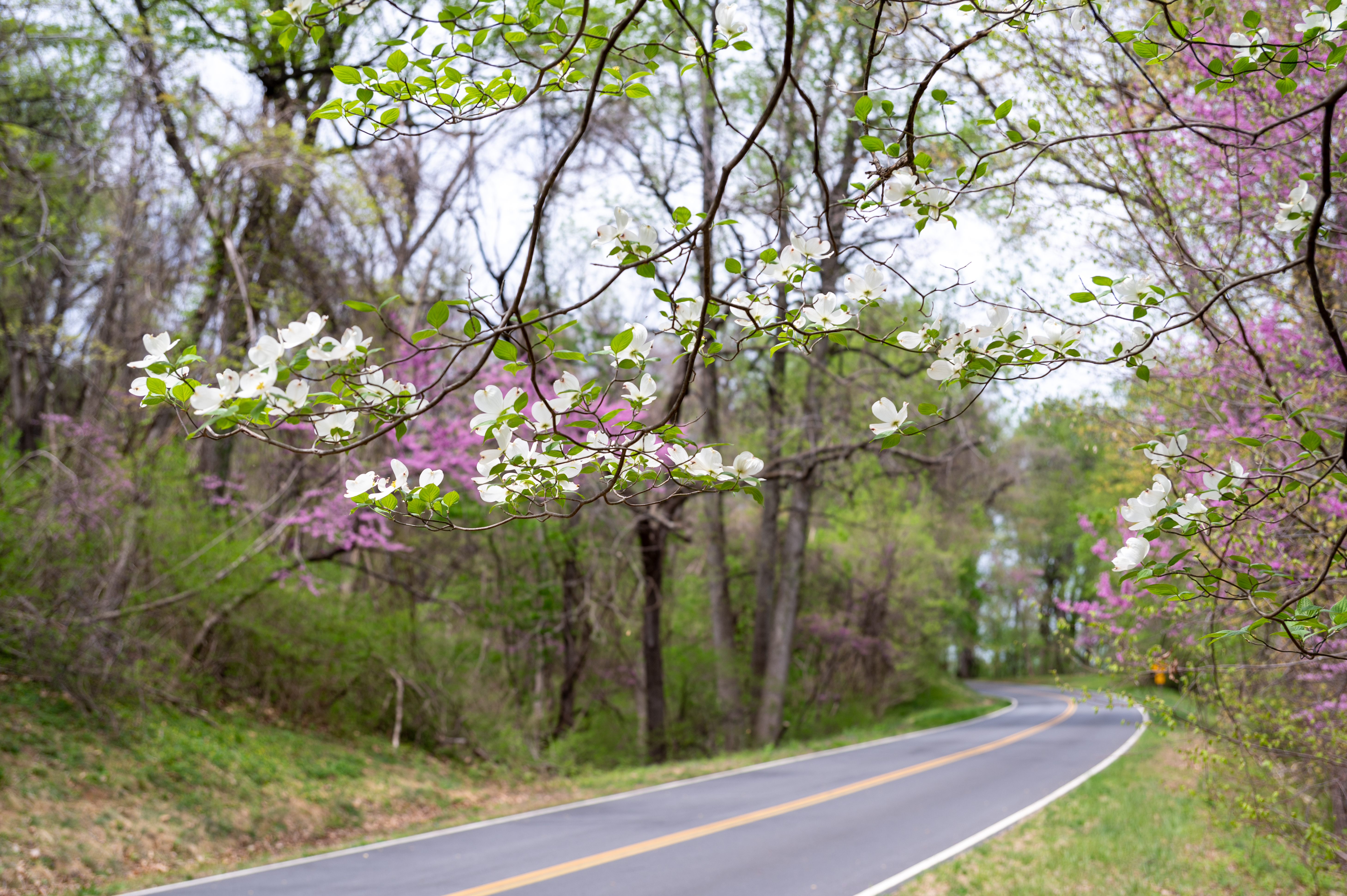White dogwood and pink redbud blossoms along Skyline Drive
