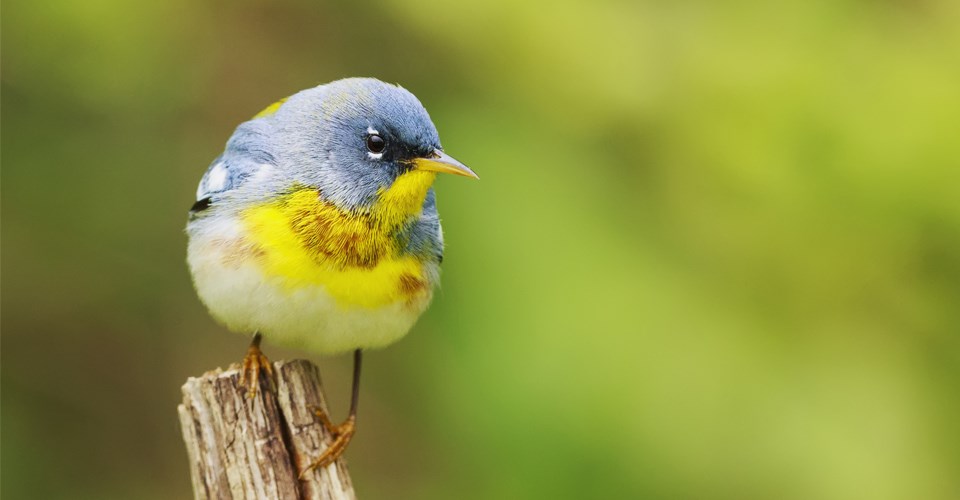 A blue and yellow bird, a Northern Parula, perches on a branch.