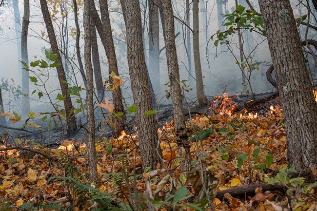 Low intensity fire burning leaf litter.