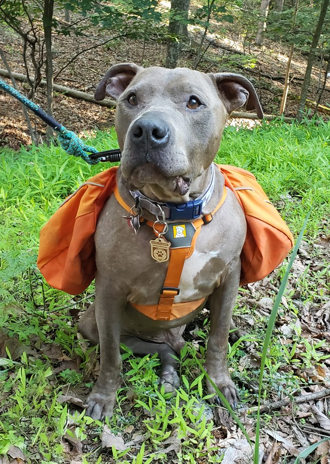 Bark Ranger dog on leash with orange vest.
