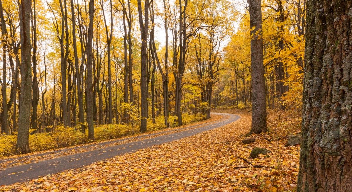Fall in Shenandoah Shenandoah National Park (U.S. National Park Service)