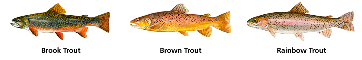 Detailed color illustrations of a Brook, Brown and Rainbow Trout