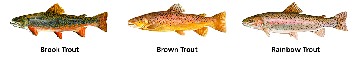 Detailed color illustrations of a Brook, Brown and Rainbow Trout