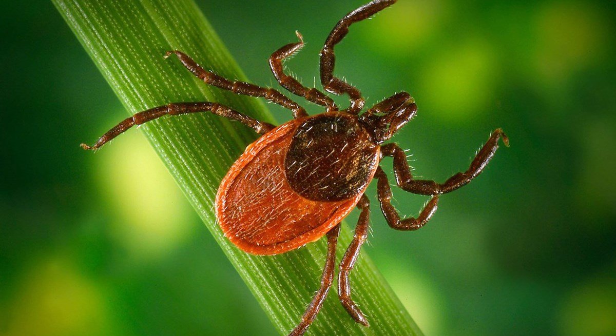 Tick Safety Shenandoah National Park (U.S. National Park Service)