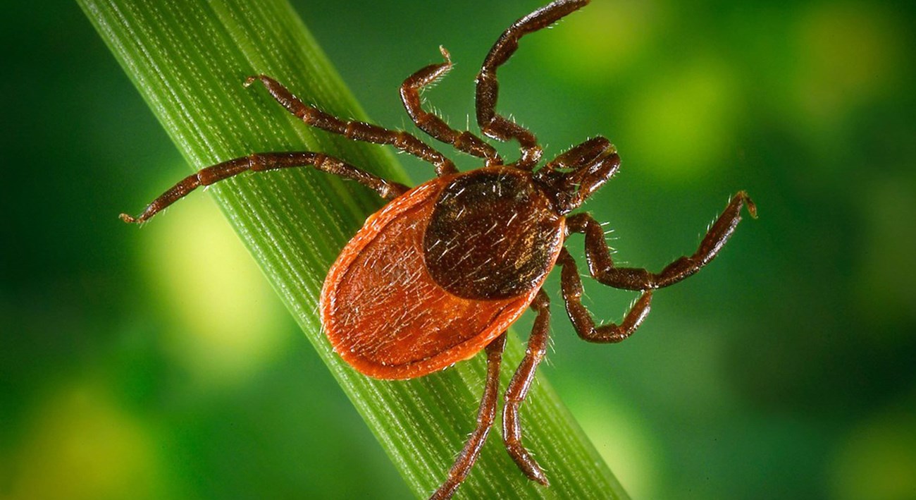 A close up of a brown tick on a green blade of grass.