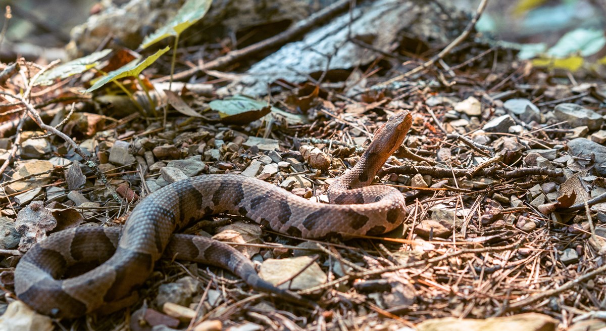 Snake Safety - Shenandoah National Park (U.S. National Park Service)