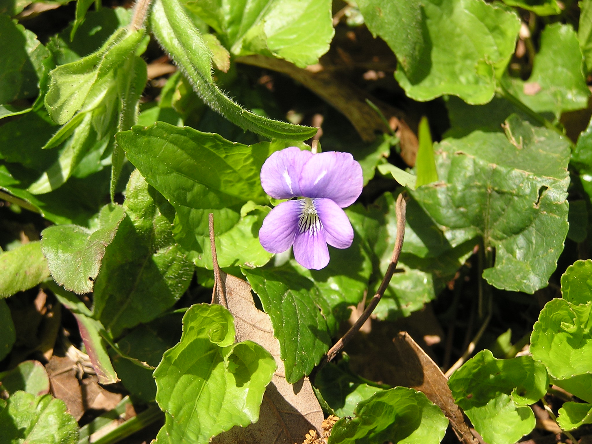 Wood Violet