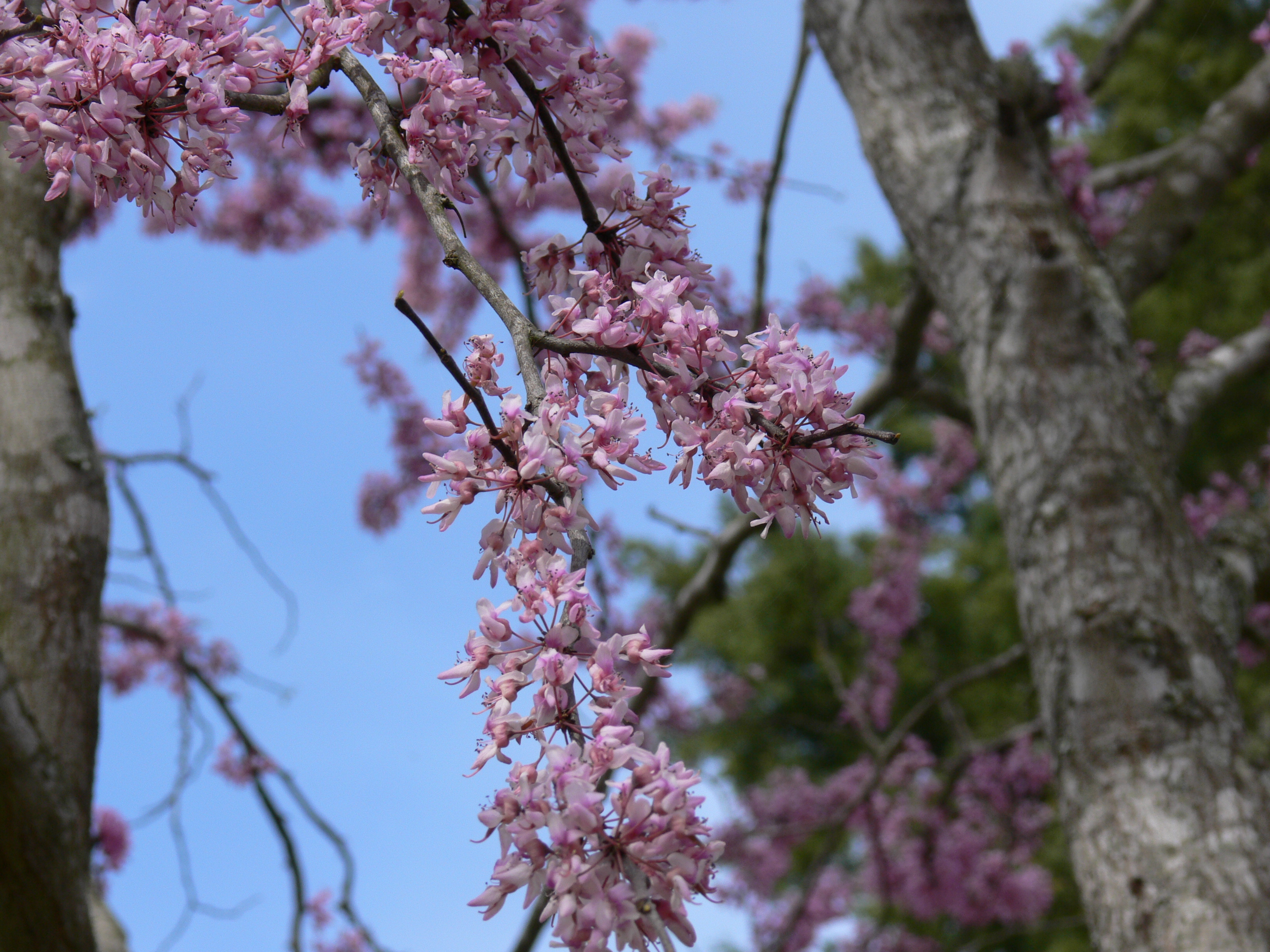 An eastern redbud in full bloom
